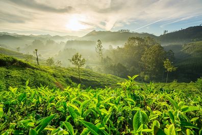 Ayurveda Indien teplantage