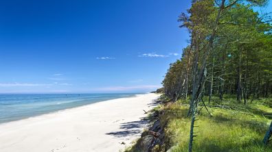 vit strand och gröna träd vid polska Östersjön