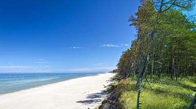 Vit sandstrand och gröna träd vid polska Östersjön