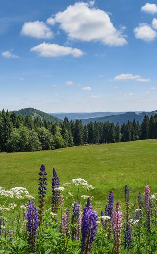 skog och äng vid Alpernas fot