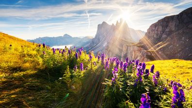 gröna ängar och blommor i solsken framför bergspanorama